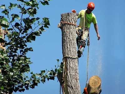 Emergency Tree Service services in West Sacramento, California