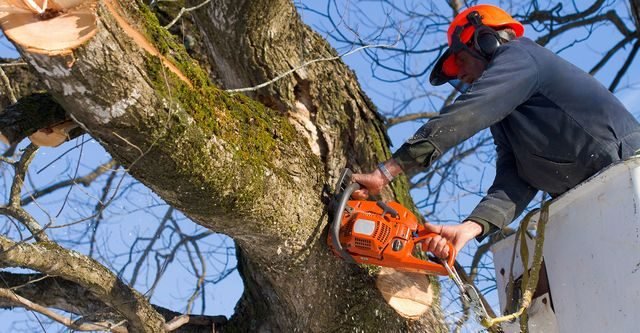 Stump Removal services in West Sacramento, California